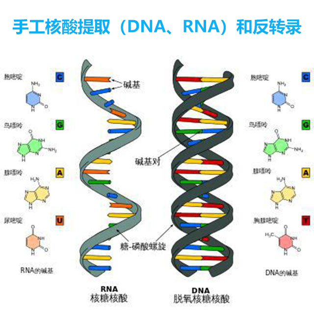 手工核酸提取（DNA、RNA）和反转录
