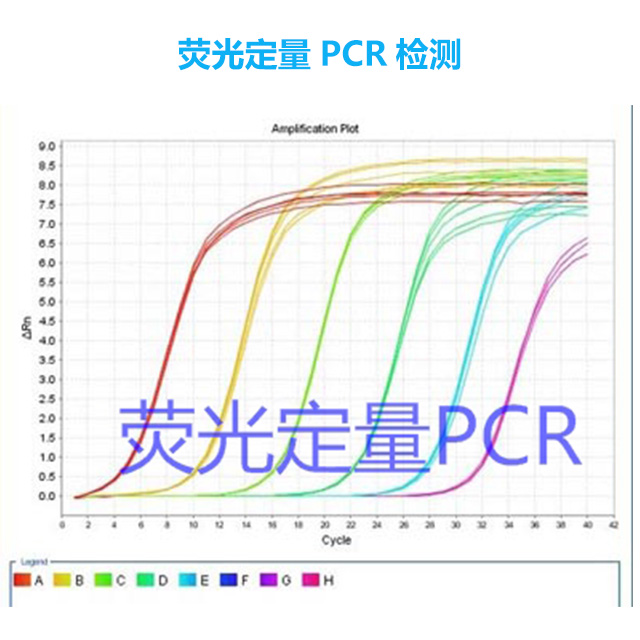 荧光定量PCR检测