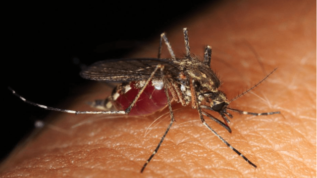 蚊子都传播哪些疾病？